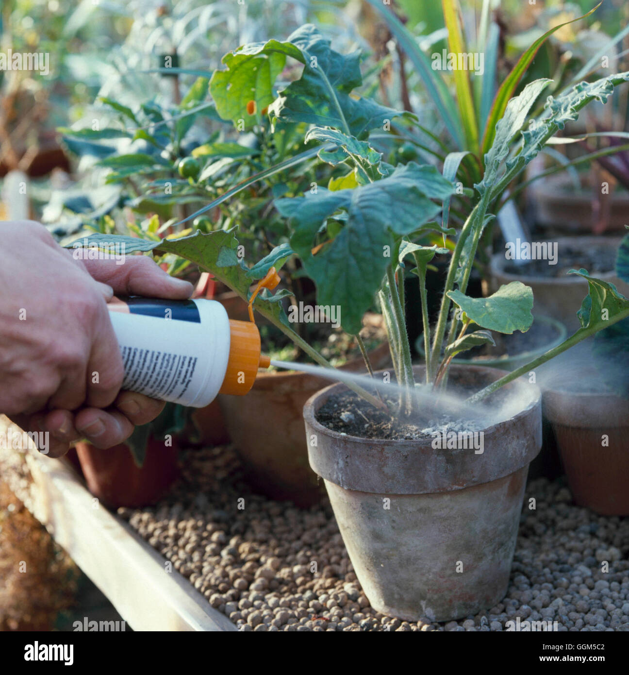 Zimmerpflanze Pflege:-Insekt Pulver Puffer zum Schutz gegen Schädlinge.   TAS031292 Fotos Horticu Stockfoto