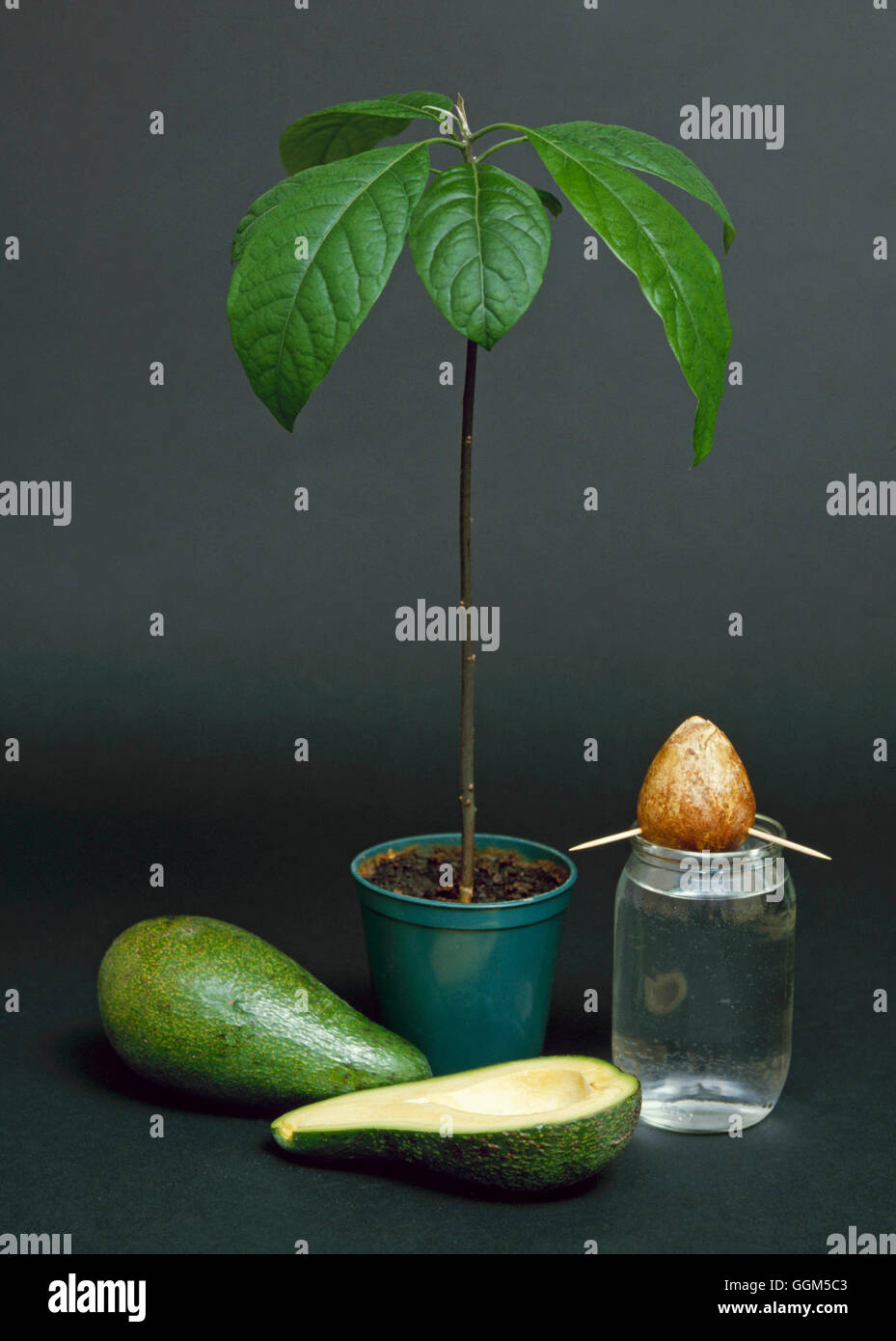 Fortpflanzung - Avocado (Persea Americana) Pflanze aus Stein TAS031331 Stockfoto