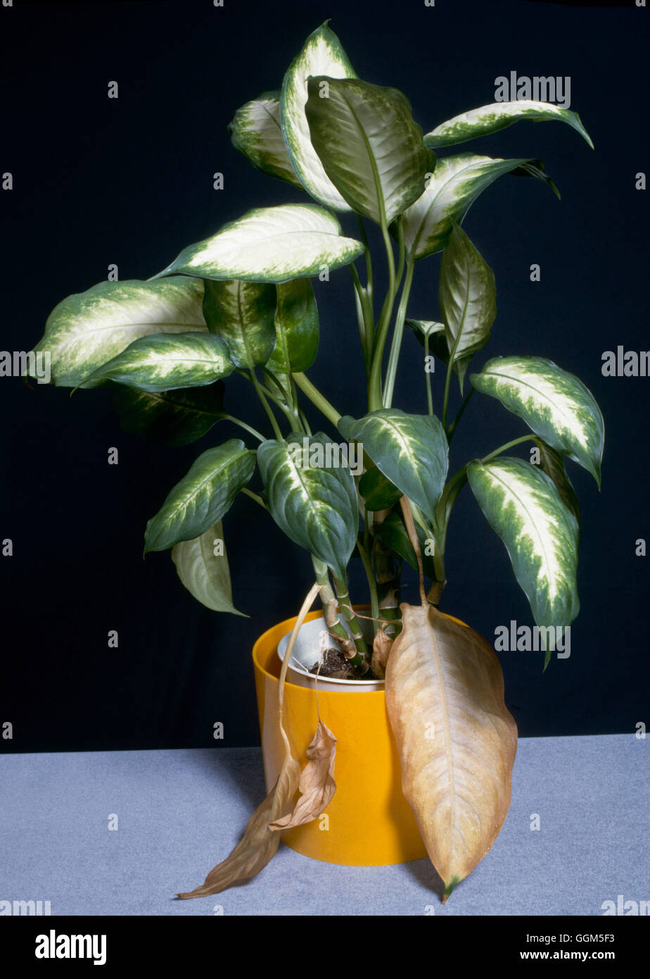 Zimmerpflanze Probleme - Tote Blätter auf Dieffenbachia TAS041435 Stockfoto