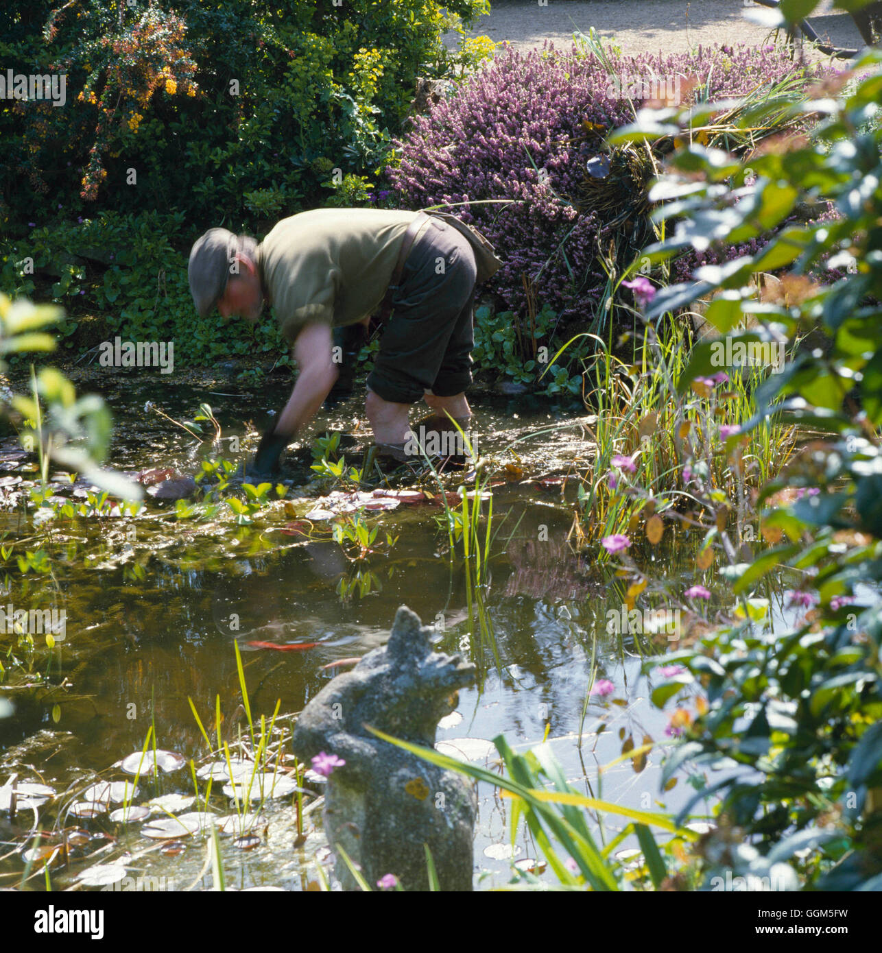 Poolpflege - Clearing Teich Unkraut TAS043775 Stockfoto