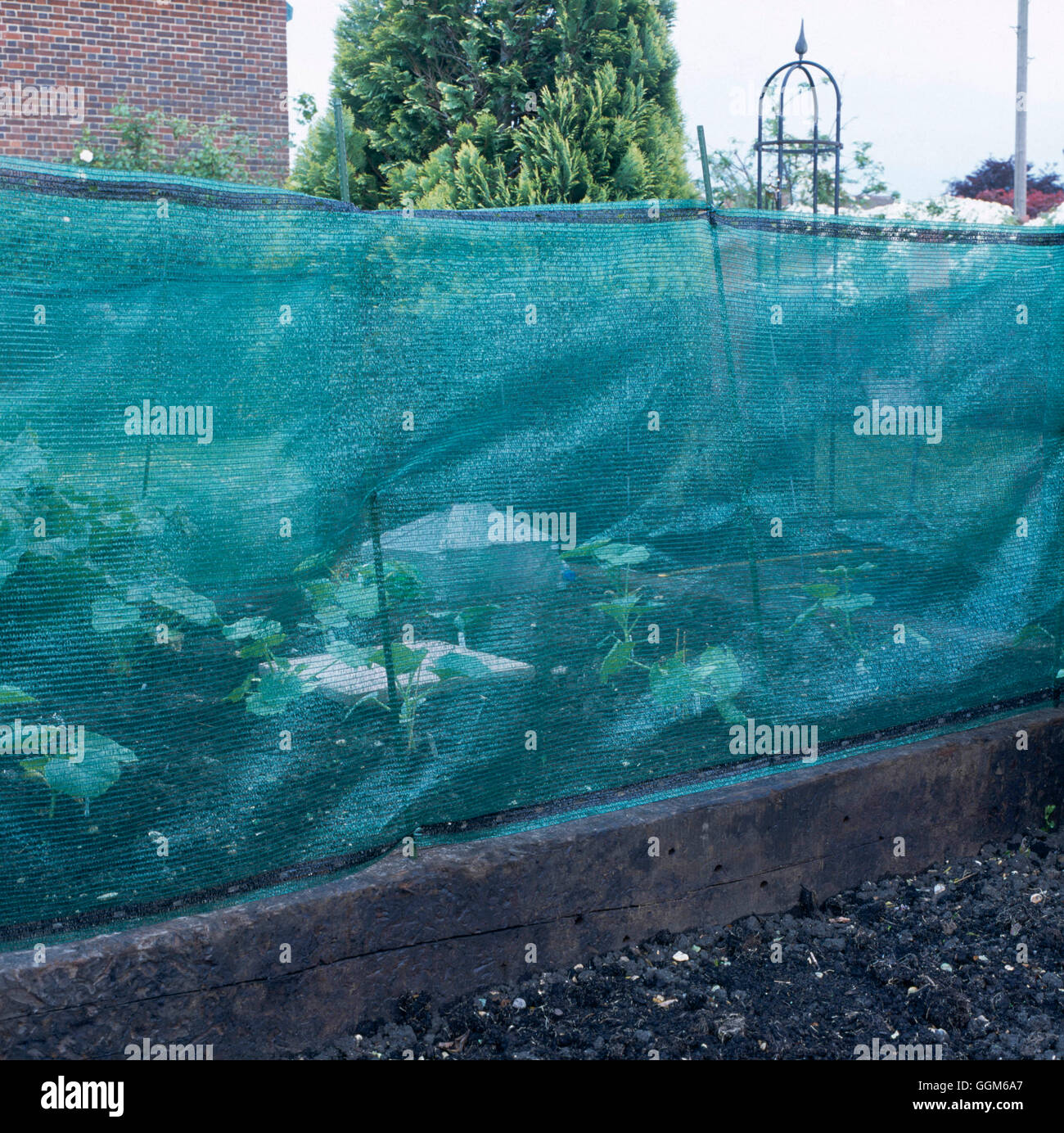 Schutz - Schirm für Windschutz von Zucchini und Kürbis errichtet.   TAS107544 Fotos H Stockfoto
