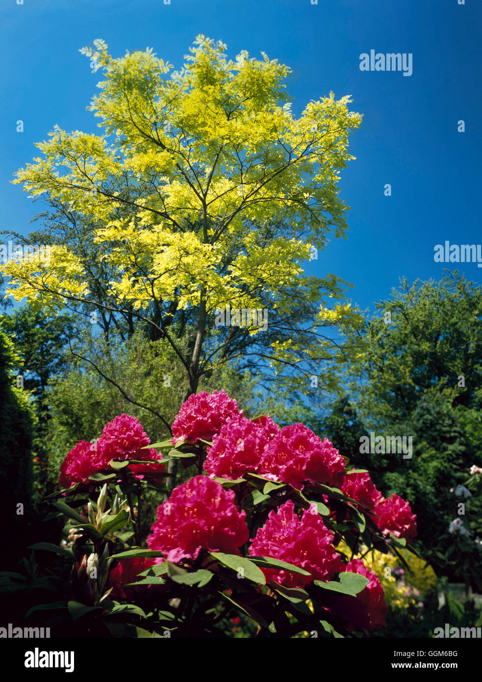 Titelseite - Robinia Pseudoacacia 'Frisia' AGM-mit Rhododendron TIT110869 Fotos Horticultura Stockfoto