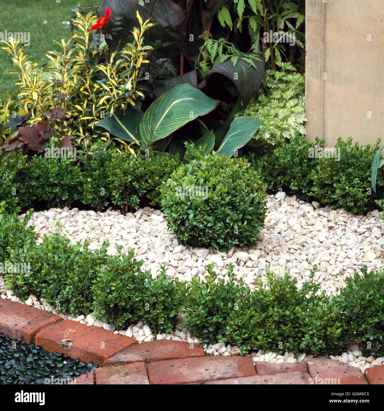 Formschnitt - "Ball" und "Ring" des Buxus (Box) - (bitte Kredit: Fotos Hort/Berkshire Coll of Agriculture) TOP092453 C Stockfoto