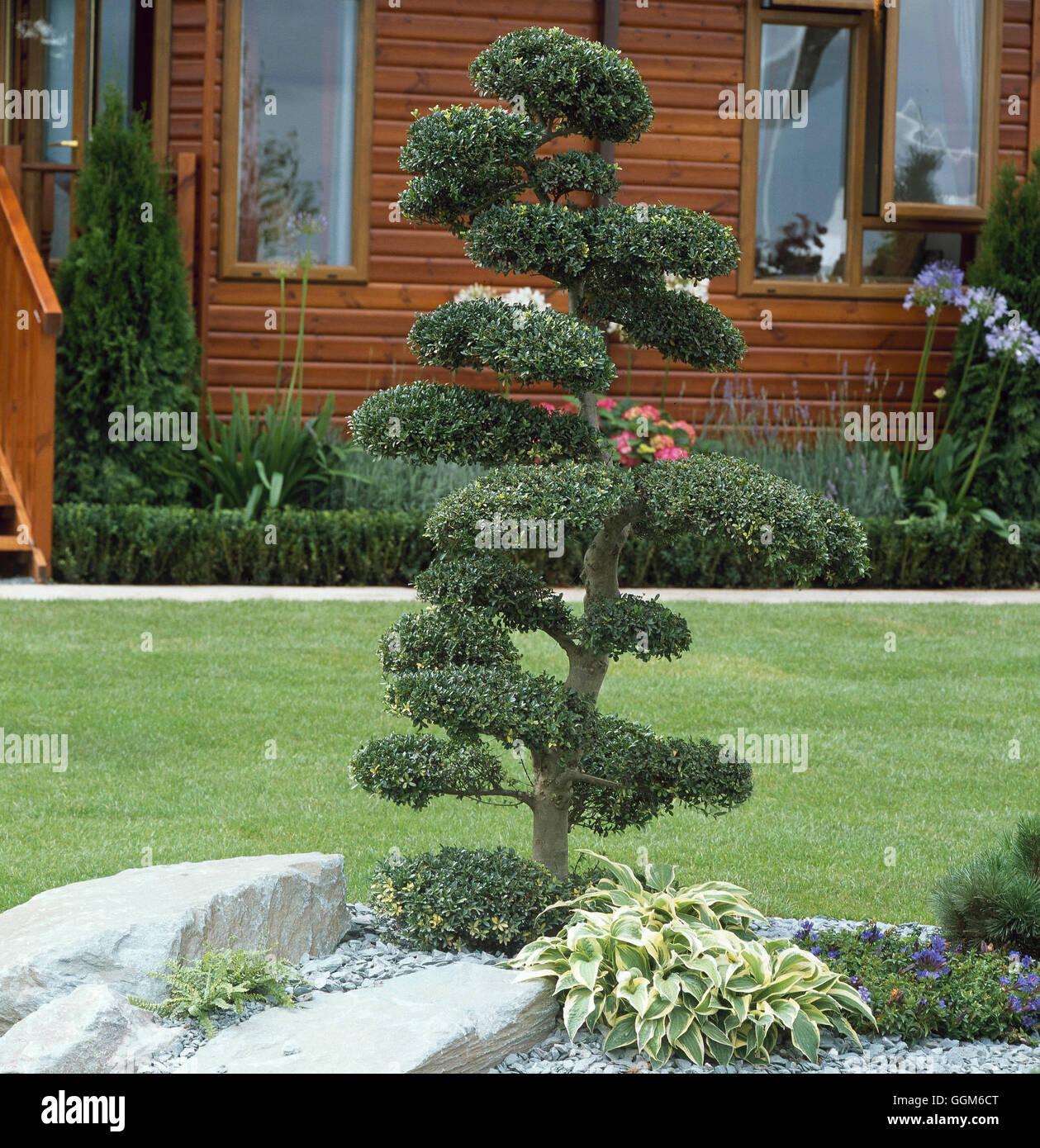 Formschnitt - Cloud beschnitten Ilex Crenata-(bitte Kredit: Fotos Hort/Tarleton Solitärpflanzen) obligatorische Cr TOP111121 Stockfoto