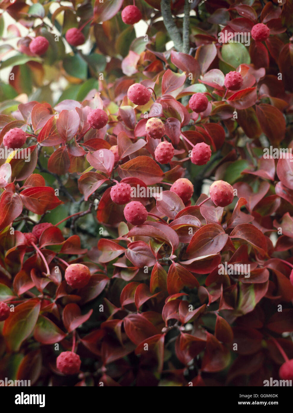 Cornus Kousa - var. Chinensis AGM - - im Herbst Farbe und Frucht TRS000207 Stockfoto