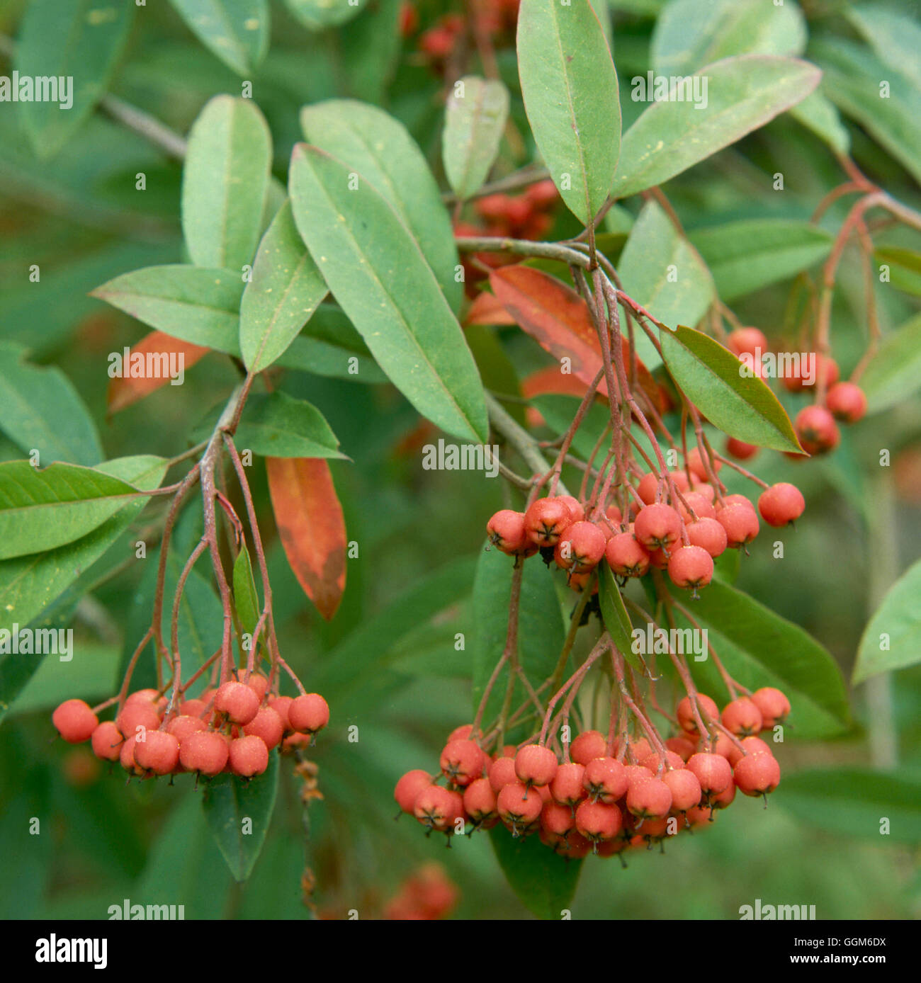 Photinia Davidiana (SY Stranvaesia Davidiana) TRS000654