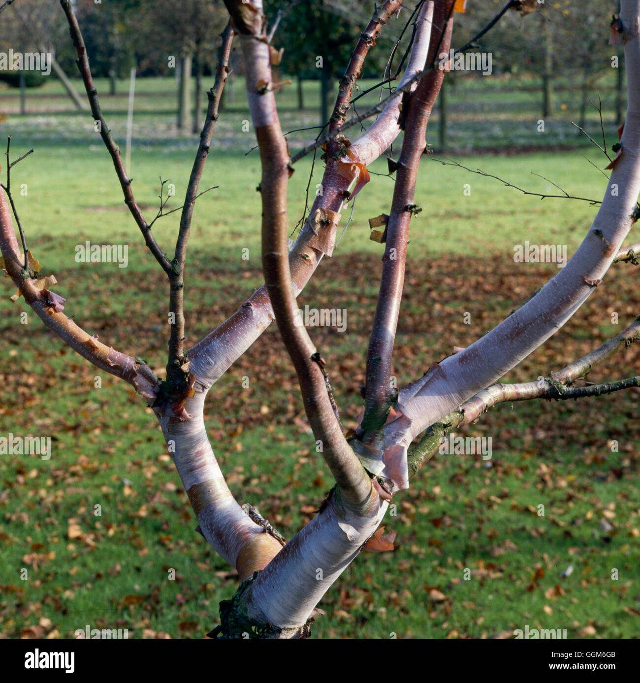 Betula Albo Sinensis Stockfotos und -bilder Kaufen - Alamy