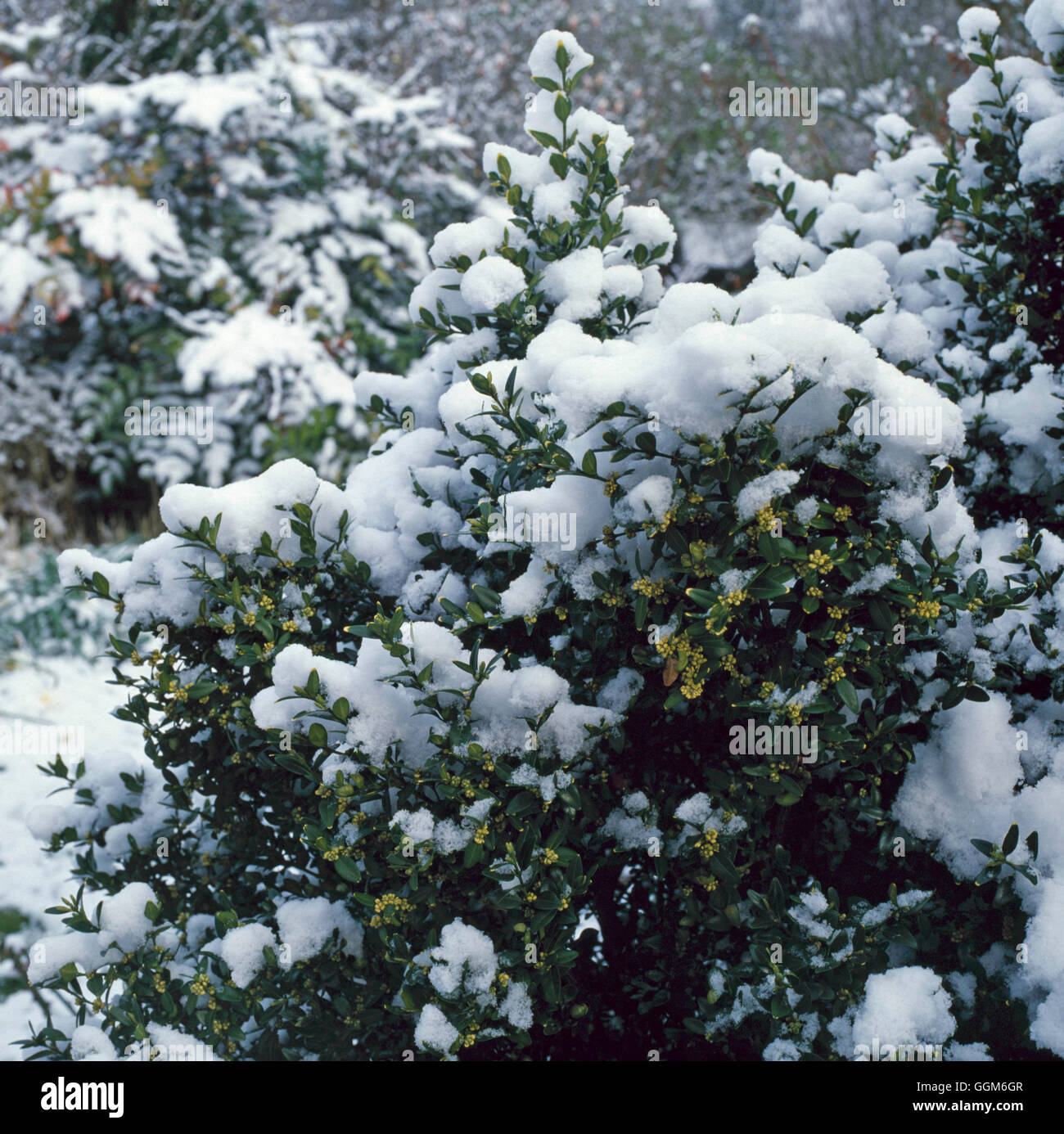 Buxus Sempervirens - (Covered in Schnee) gemeinsame Box TRS003032 Stockfoto