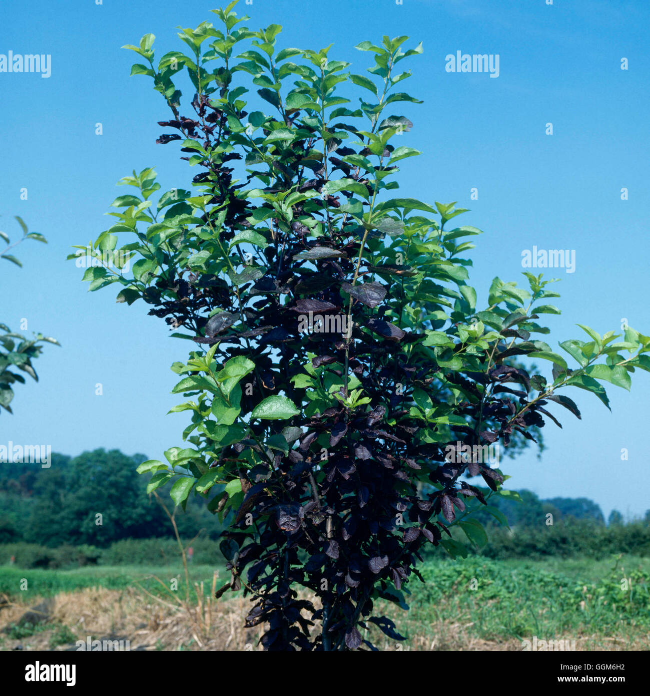Prunus Virginiana - "Schubert" TRS003155 Stockfoto