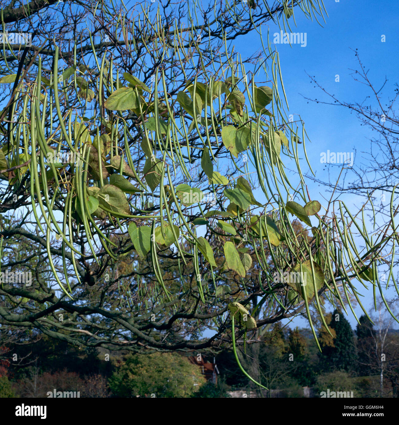 Catalpa Bignonioides - indischen Bean Tree TRS003212 Stockfoto