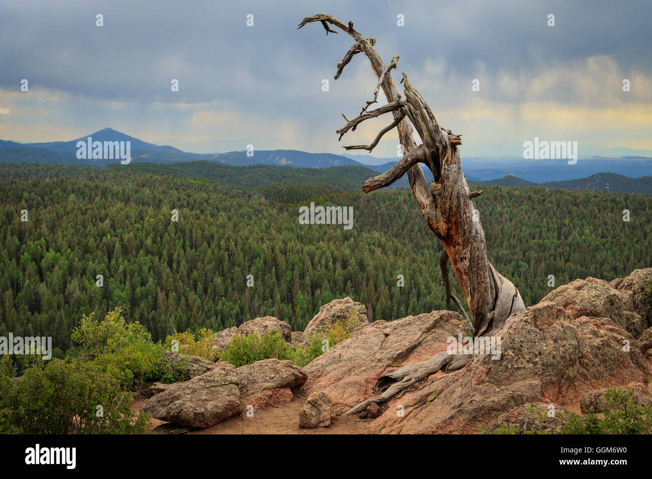 Einen alten Toten Baum auf einem Grouse Mountain in Colorado Mueller State Park. Stockfoto