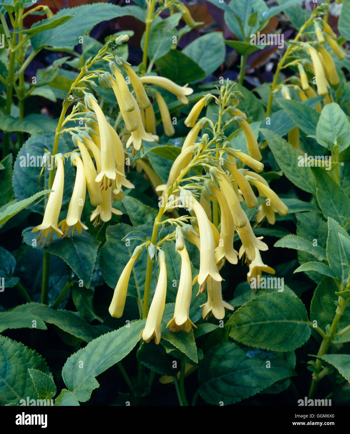 Phygelius Aequalis - 'Yellow Trumpet' AGM TRS010864 Stockfoto