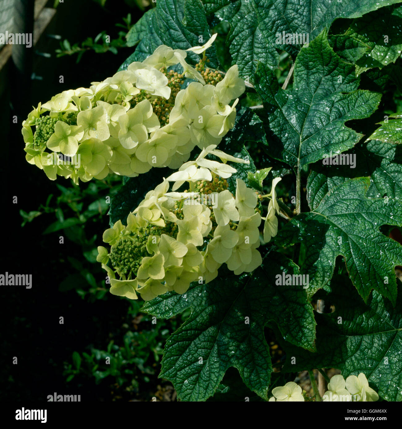 Hydrangea Quercifolia - ' Snow Queen' TRS011760 Stockfoto