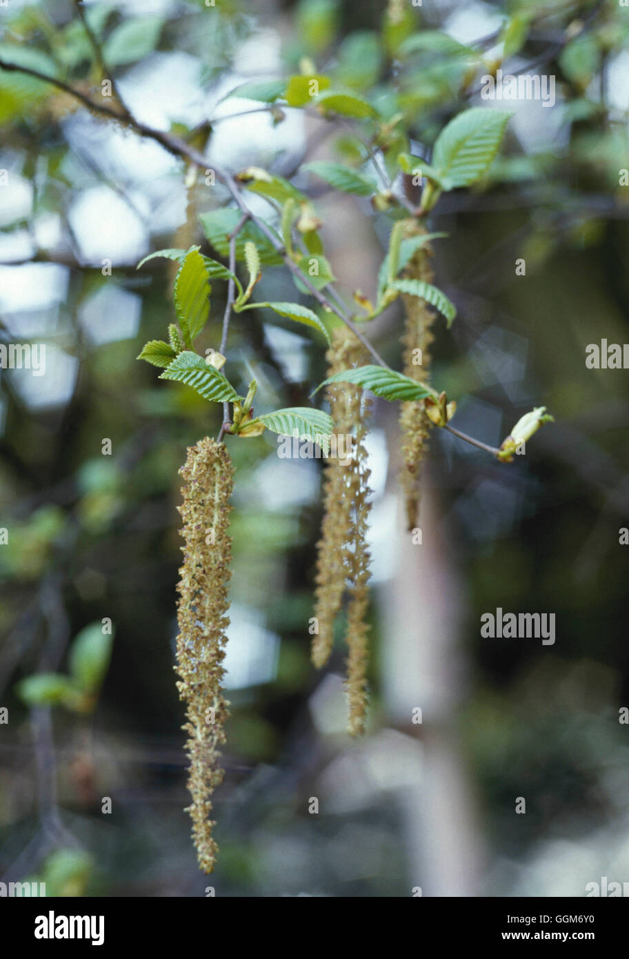 Betula Utilis - var. Jacquemontii zeigt Kätzchen TRS011822 Stockfoto