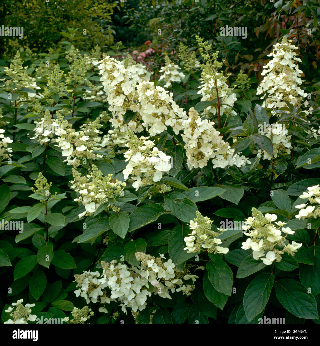 Hydrangea Paniculata - 'Tardiva' TRS012773 Stockfoto