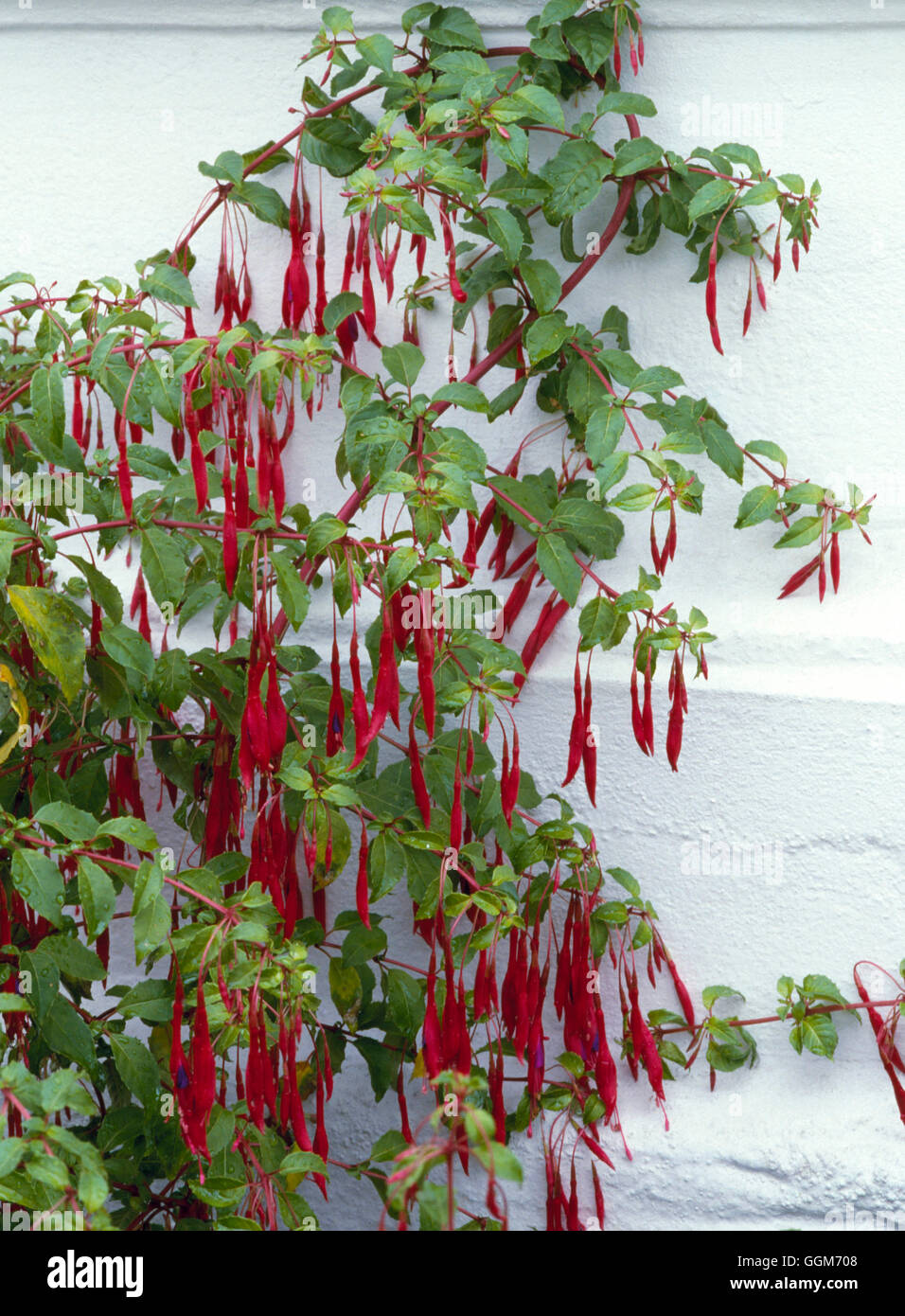 Fuchsie fehlt - var. Macrostema TRS013199 Stockfoto