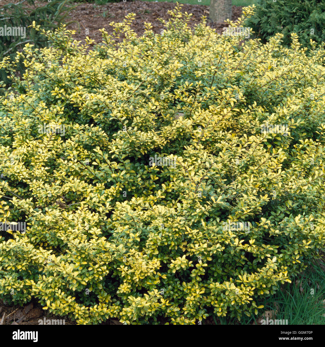 Ilex Crenata - 'Golden Gem' AGM-(weiblich) TRS014214 Stockfoto