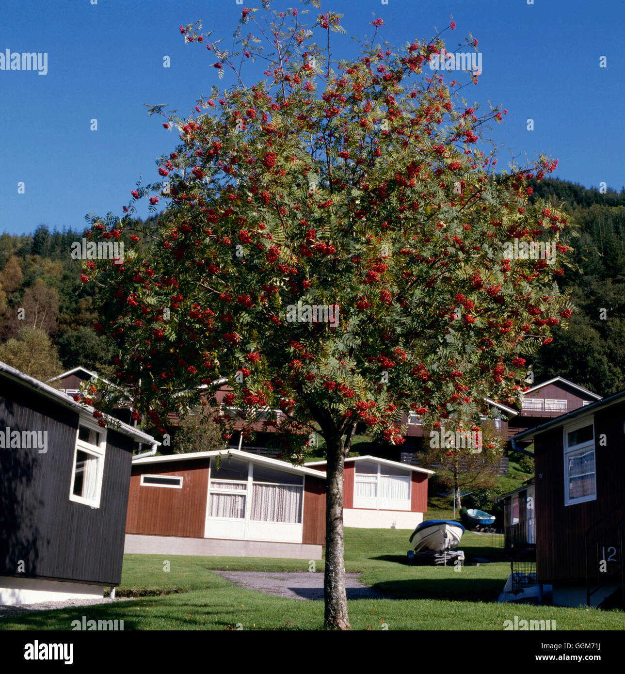 Sorbus Aucuparia - Eberesche '' Rowan'' ' TRS016806 ' Stockfoto