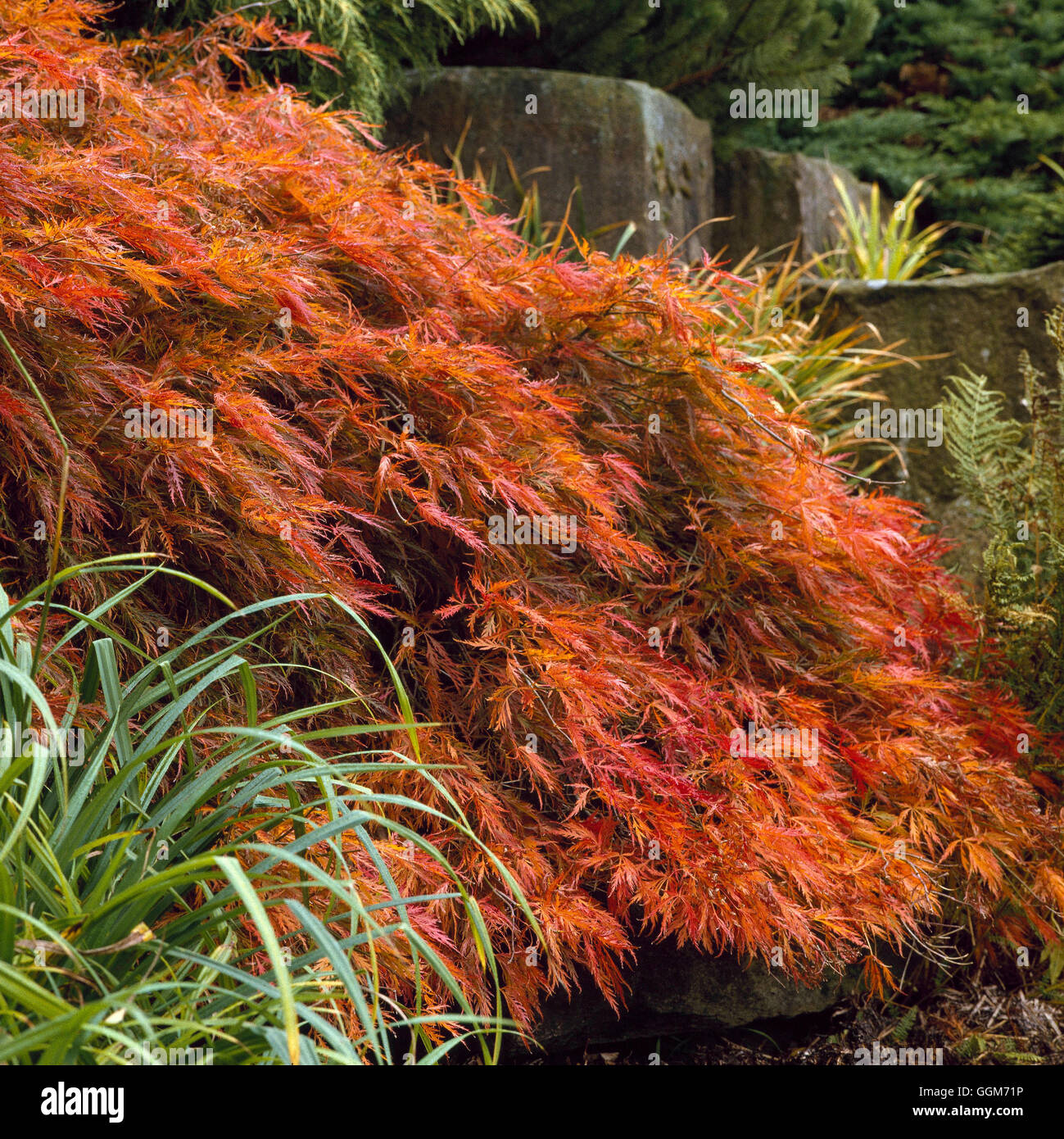 Acer Palmatum - var. Dissectum AGM - im Herbst Farbe TRS017039 Stockfoto