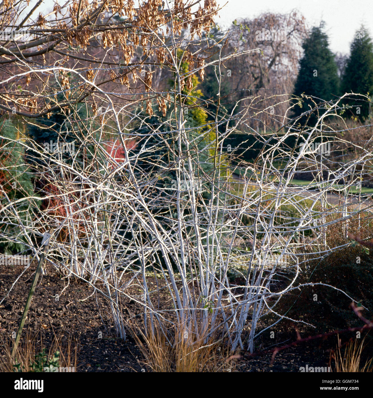 Rubus Biflorus AGM - im Februar TRS019056 Stockfoto