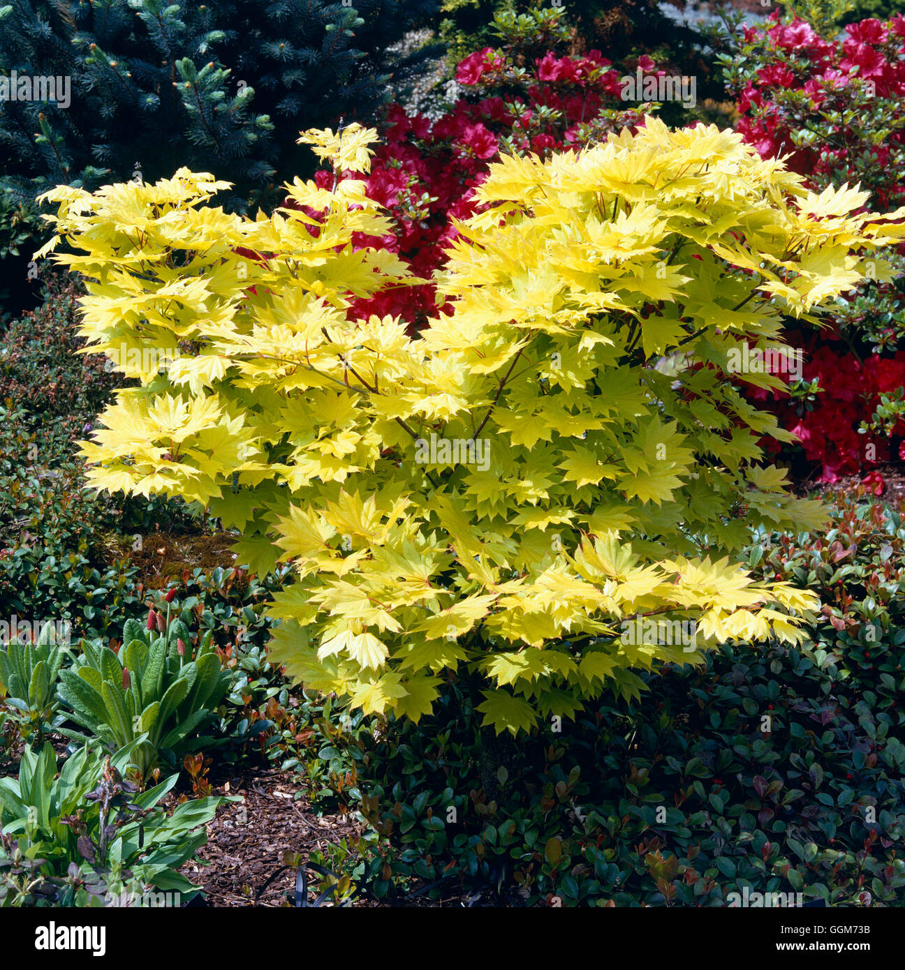 Acer Shirasawanum - 'Aureum' AGM. -(Syn. A. Japonicum 'Aureum') TRS019120 Fotos Horticultura Stockfoto