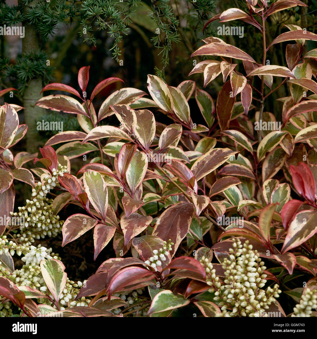 Cleyera Japonica 'Fortunei' TRS019770 Stockfotografie Alamy