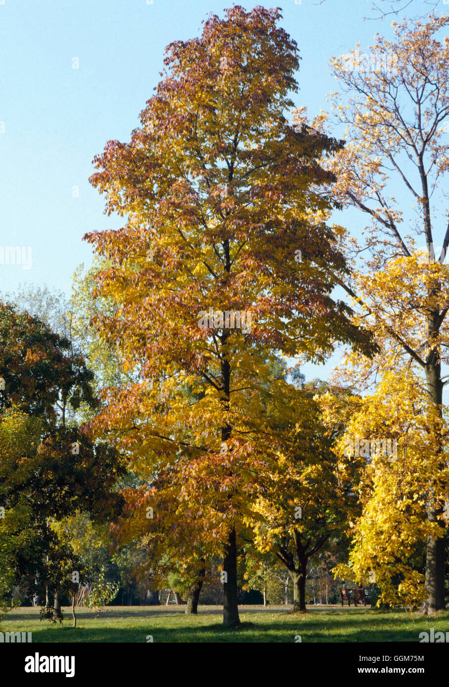 Fraxinus Americana TRS021031 Stockfoto