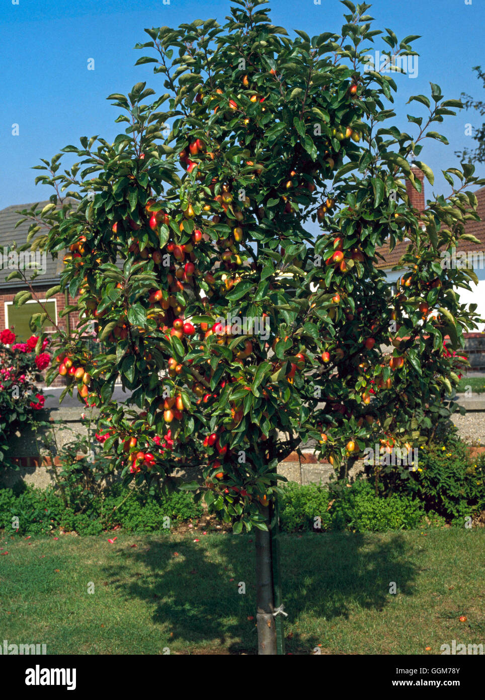 Malus - 'John Downie' TRS024819 Stockfoto