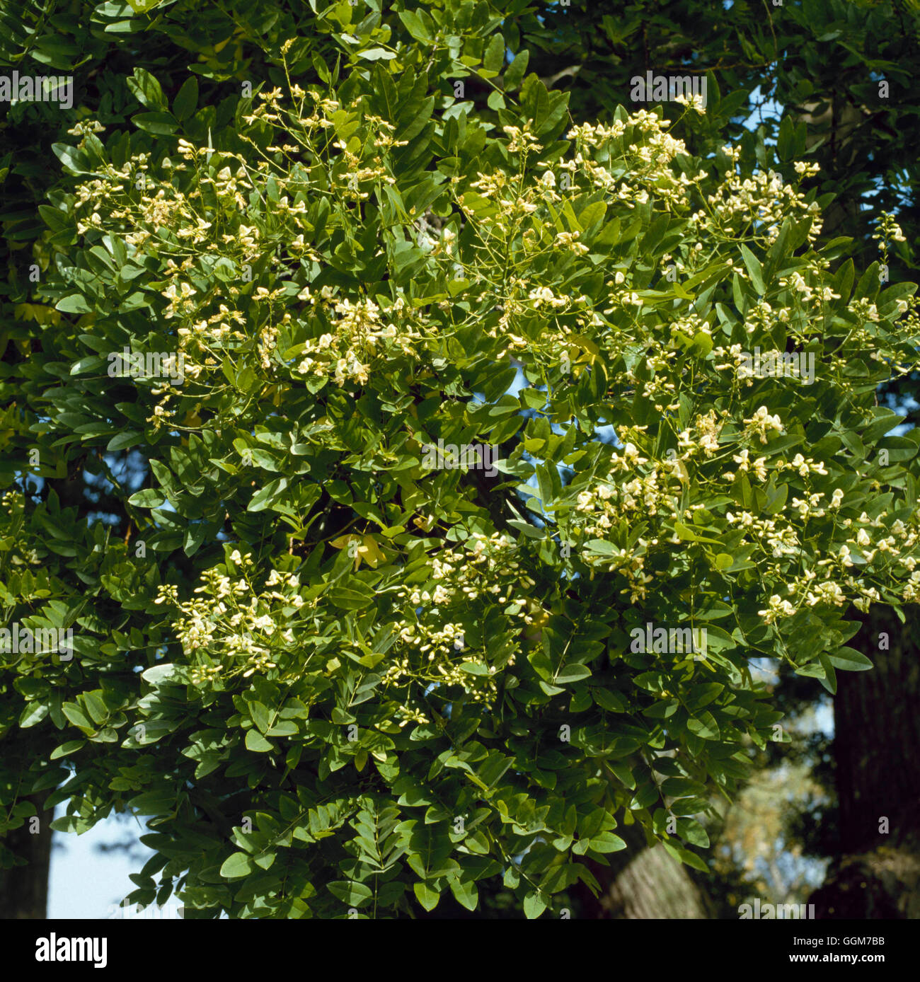 Pistacia Chinensis - chinesische Pistazie-TRS027497 Stockfoto