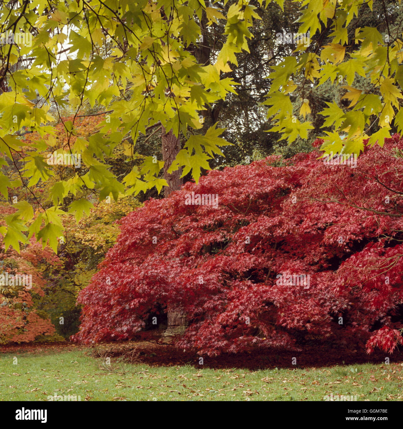 Platanus Orientalis AGM-Darstellung Nahaufnahme von Laub - Oriental Flugzeug TRS027578 Fotos Horticu Stockfoto