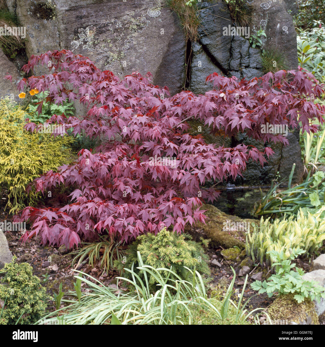 Acer Palmatum - F. Atropurpureum TRS029371 Stockfoto