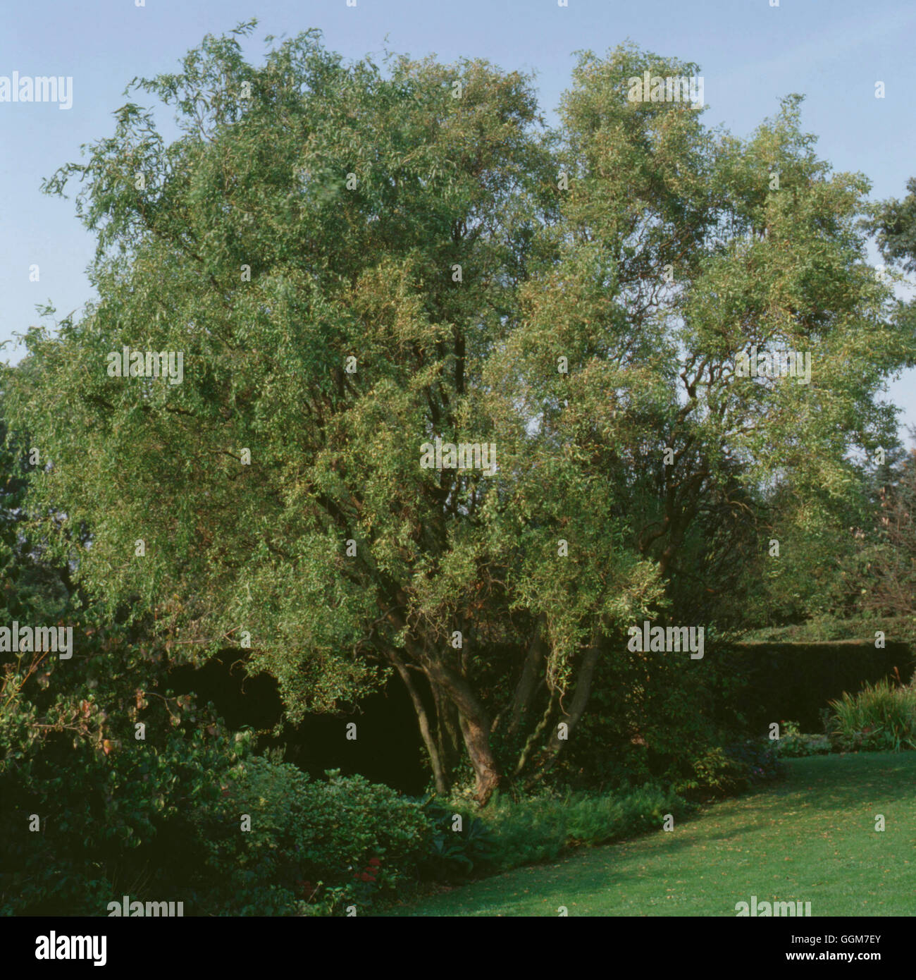 Salix babylonica var pekinensis tortuosa Fotos und Bildmaterial in