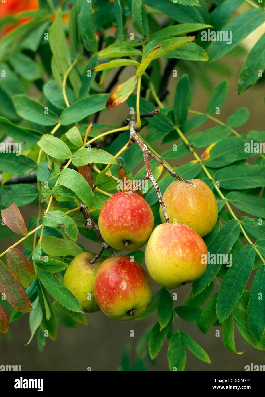 Sorbus Domestica - Service-Baum TRS029876 Stockfoto