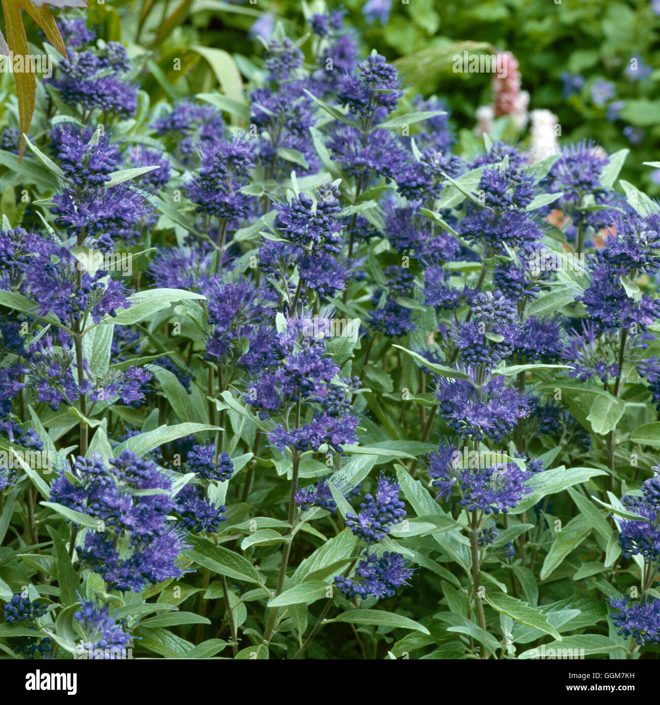 Caryopteris X clandonensis-'Heavenly Blue' TRS046389 Stockfoto