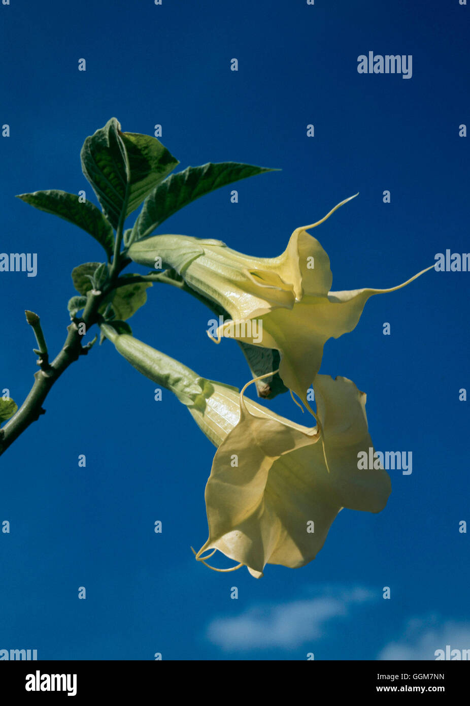 Brugmansia Suaveolens - Engel Trompeten TRS082814 Stockfoto