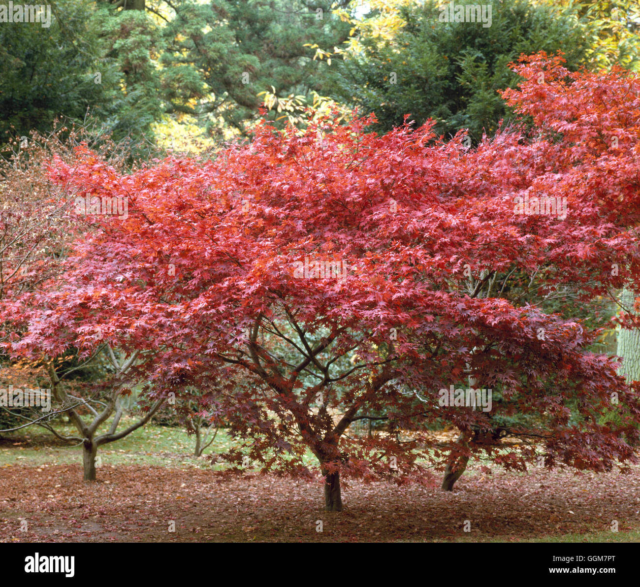 Acer Palmatum - F. Atropurpureum im Herbst Farbe TRS052696 Stockfoto
