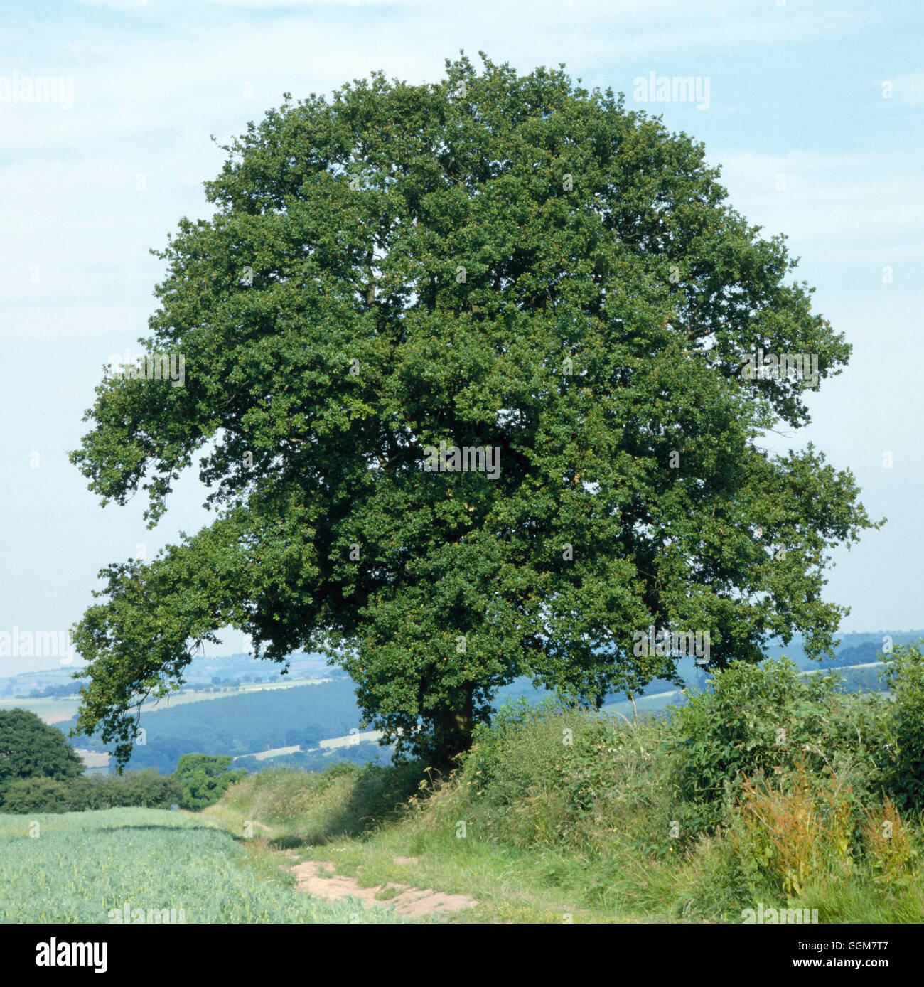 Quercus Robur AGM - gemeinsame Eiche TRS057161 Stockfoto