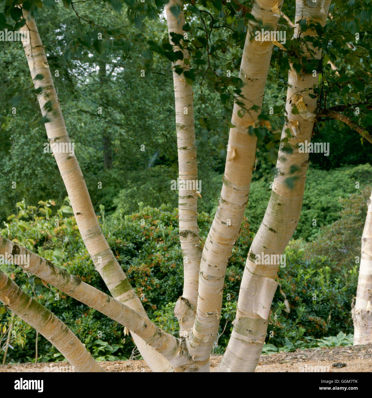 Betula Ermanii - ein mehrstämmiger Exemplar TRS057763 Stockfoto