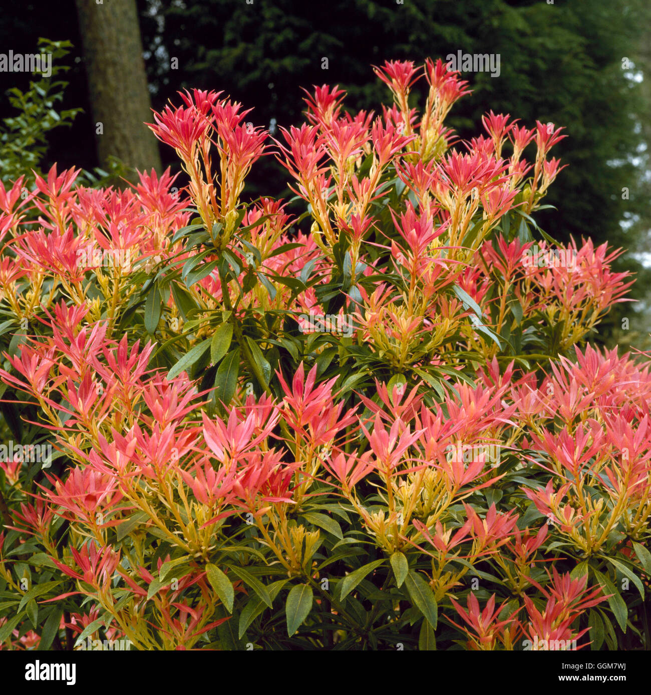 Pieris - 'Forest Flame' AGM TRS059719 Stockfoto