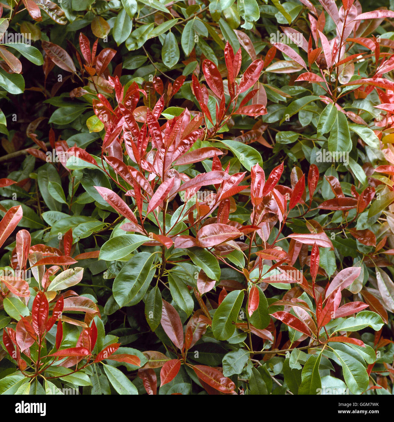 Photinia X fraseri-' Red Versuchsprogramms AGM TRS059728 Stockfoto
