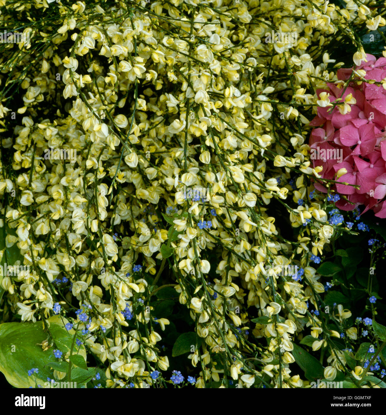 Cytisus X praecox TRS061509 Stockfoto