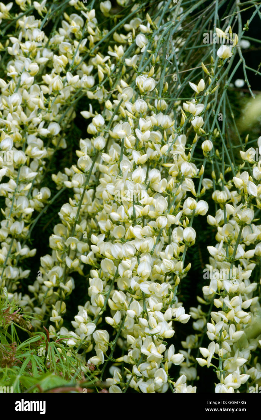 Cytisus X praecox-"Warminster" AGM TRS061520 Stockfoto
