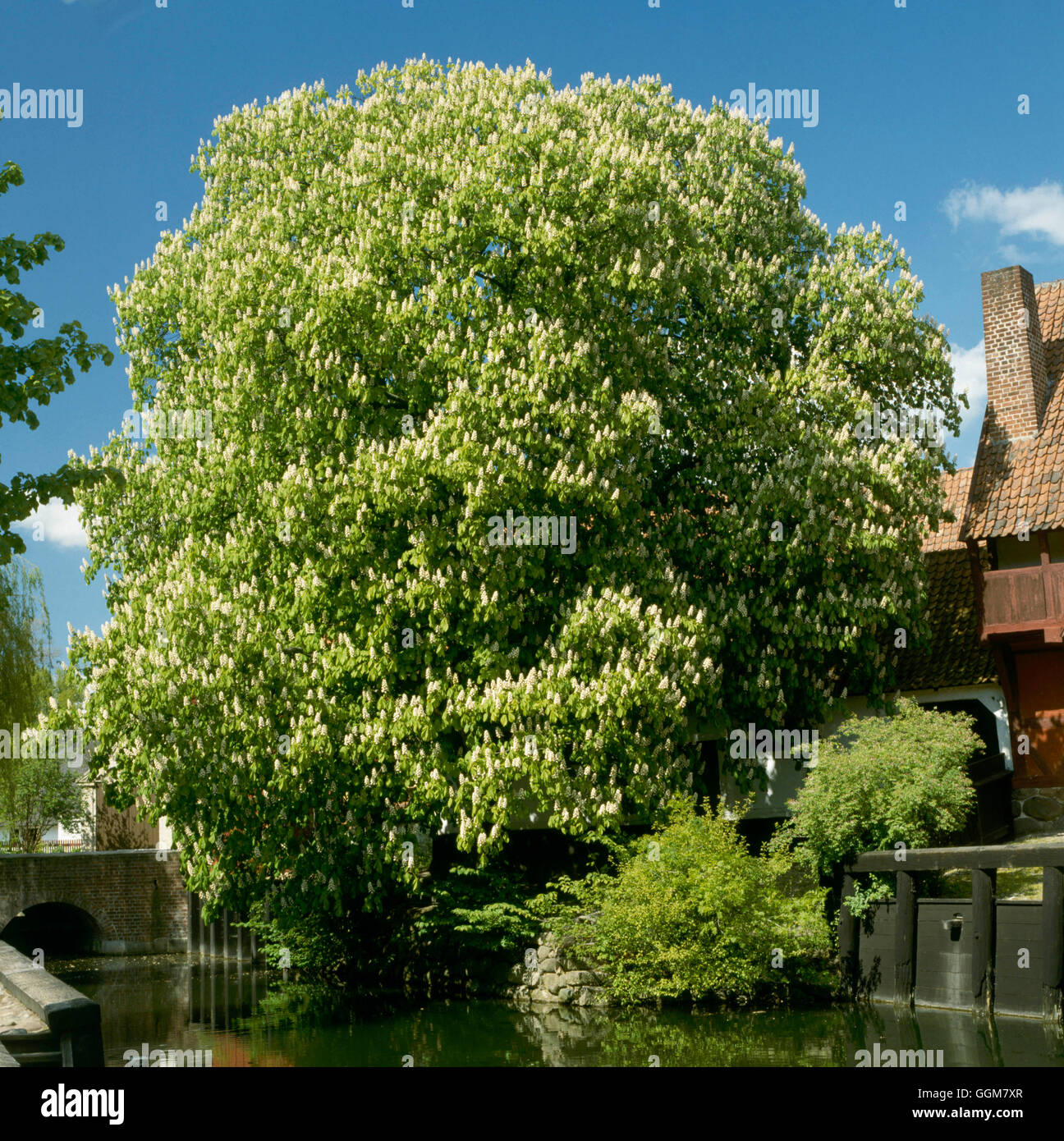Aesculus Hippocastanum AGM. -Rosskastanie TRS062001 Stockfoto