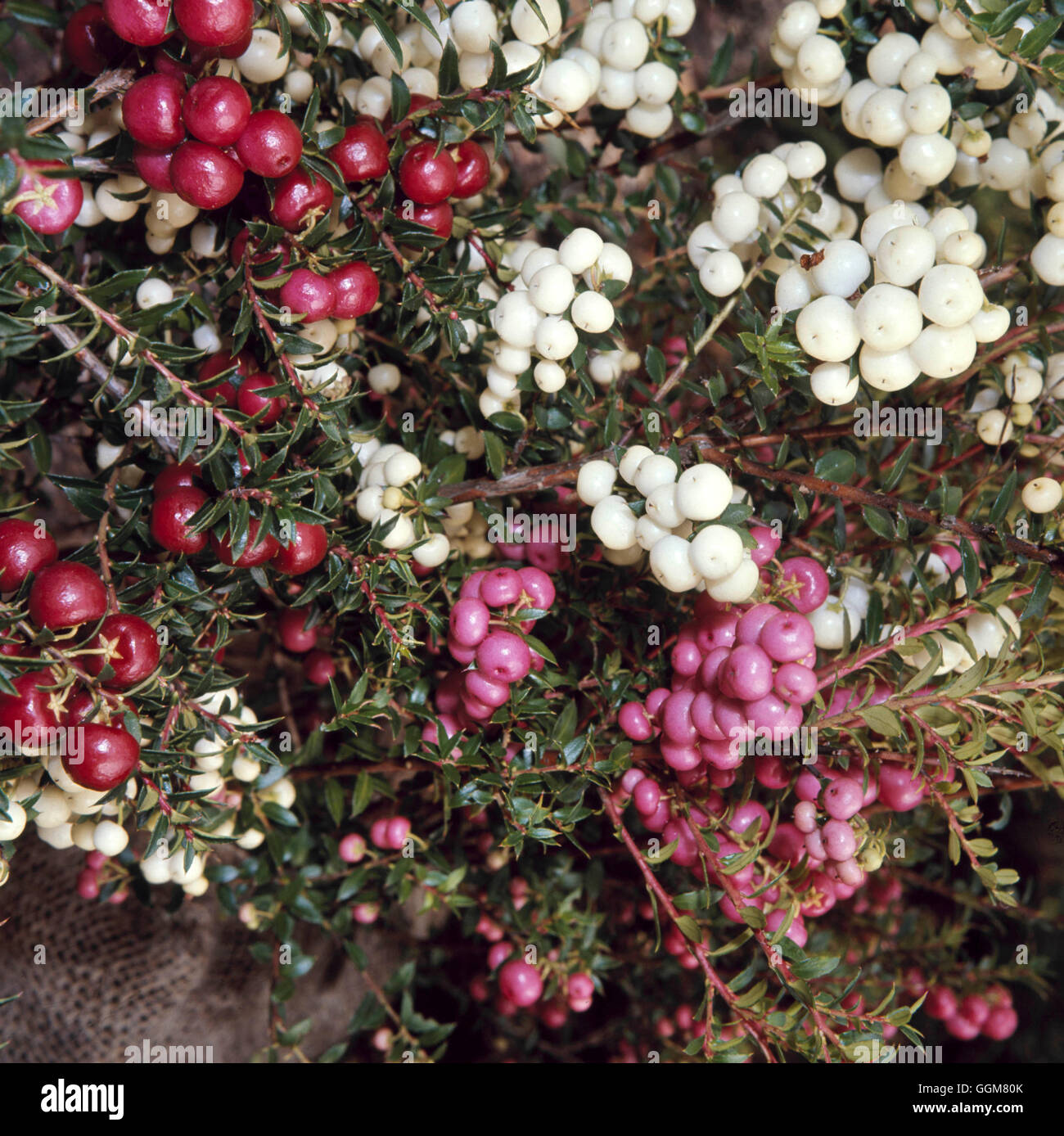 Callunen Mucronata - "Cherry Ripe" (oben rechts) mit 'Lilacina' und 'White Pearl' TRS065994 P Stockfoto