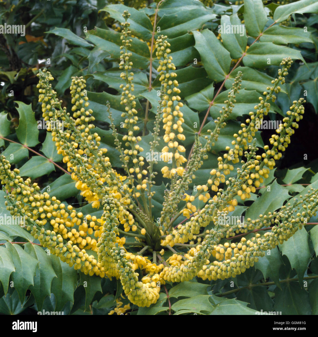 Mahonia x Media TRS067738 Stockfoto