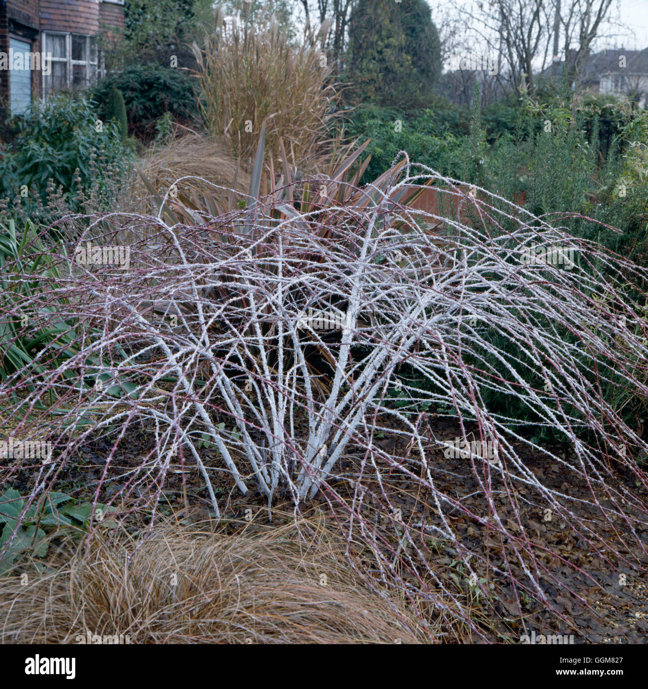 Rubus Cockburnianus - 'Goldenvale' AGM im Winter TRS068306 Stockfoto