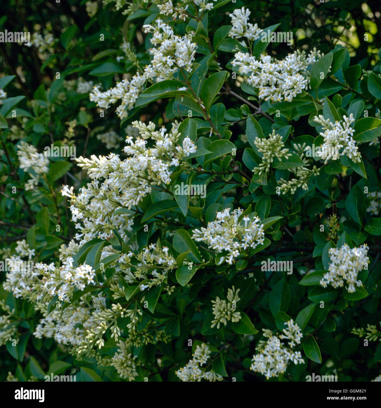 Ligustrum Ovalifolium - Blume Liguster TRS070081 Stockfotografie - Alamy