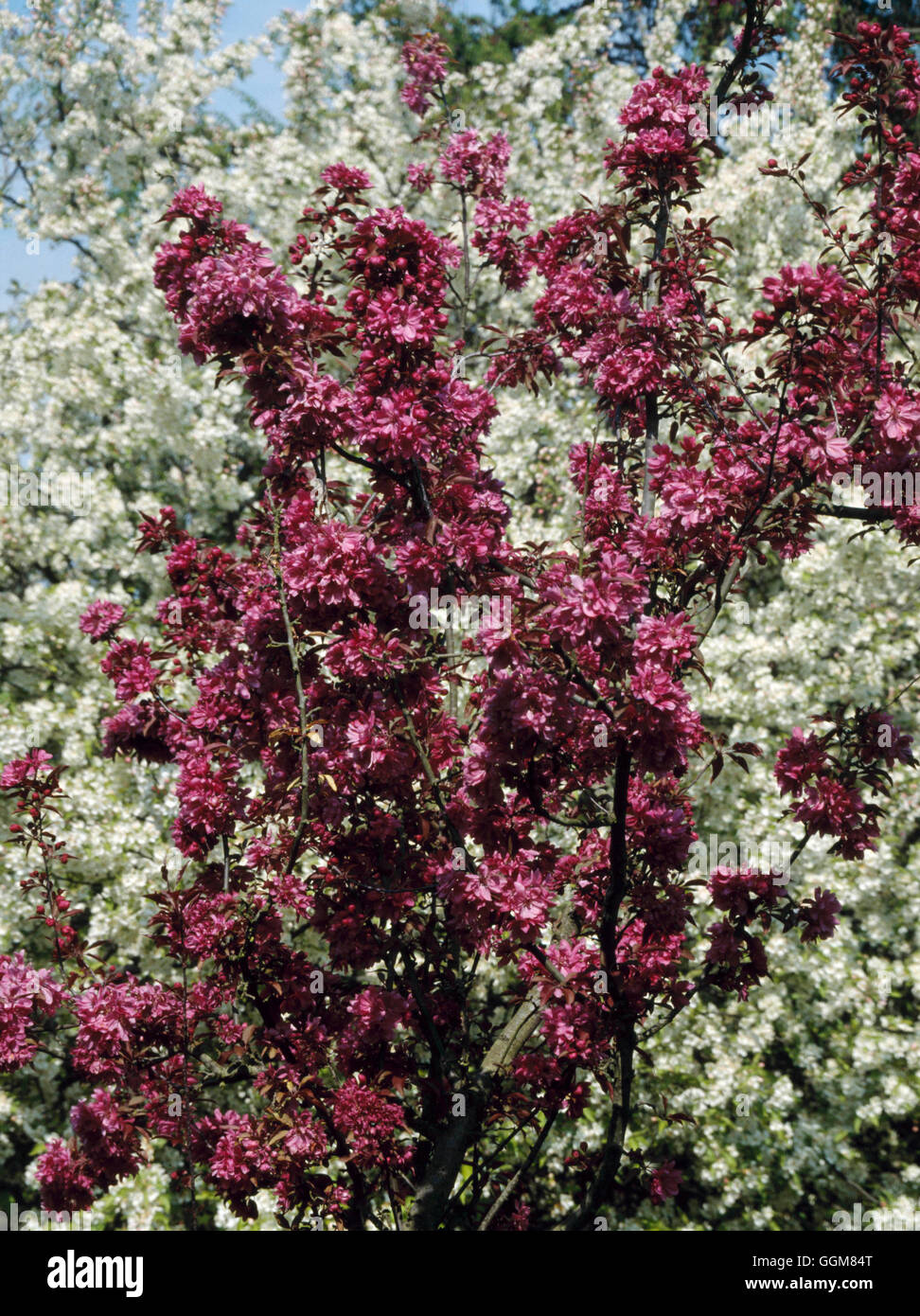 Malus - "American Beauty" TRS076381 Stockfoto