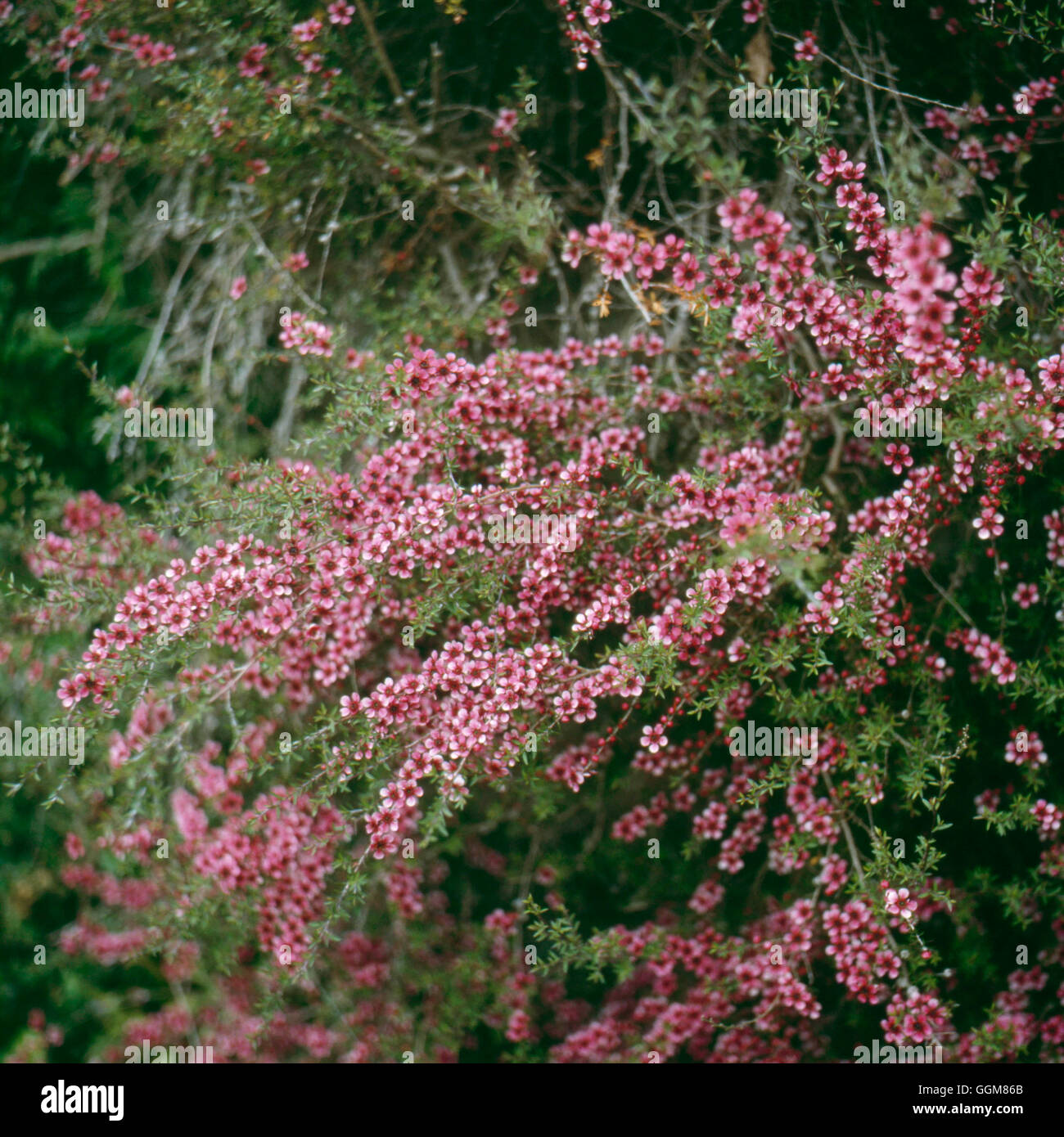 Leptospermum Scoparium - Manuka '' Teebaum ''' TRS079380 ' Stockfoto