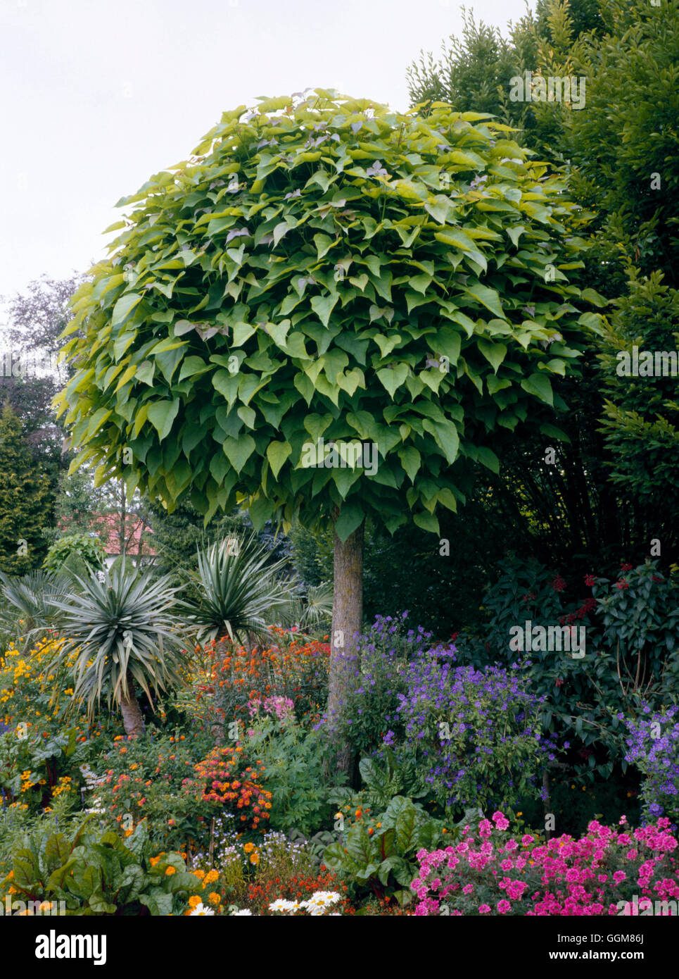 Catalpa Bignonioides - eine abgeschnittene Probe.   TRS079540 Stockfoto